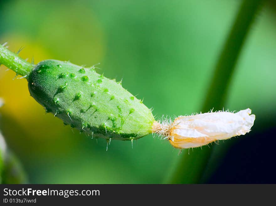 Little cucumber macro