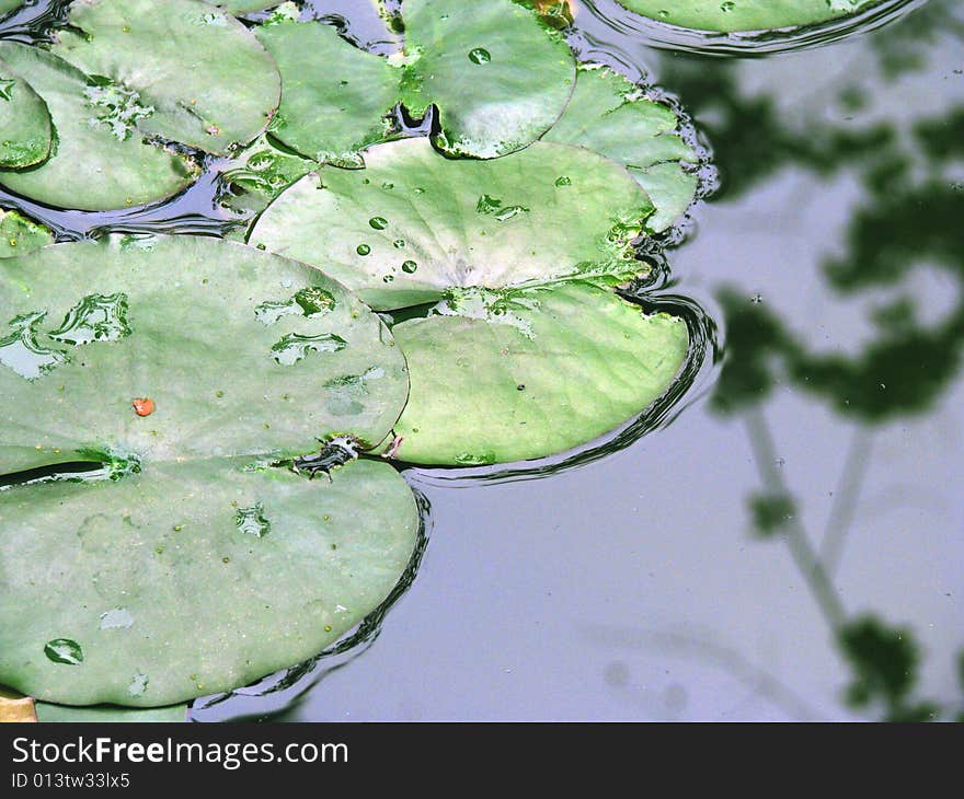 Green lotus leaves float on lake ,under sunshine,some droplets on the top. Green lotus leaves float on lake ,under sunshine,some droplets on the top.