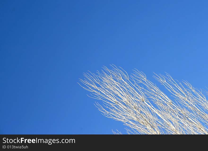 Dry tree on the sky background.