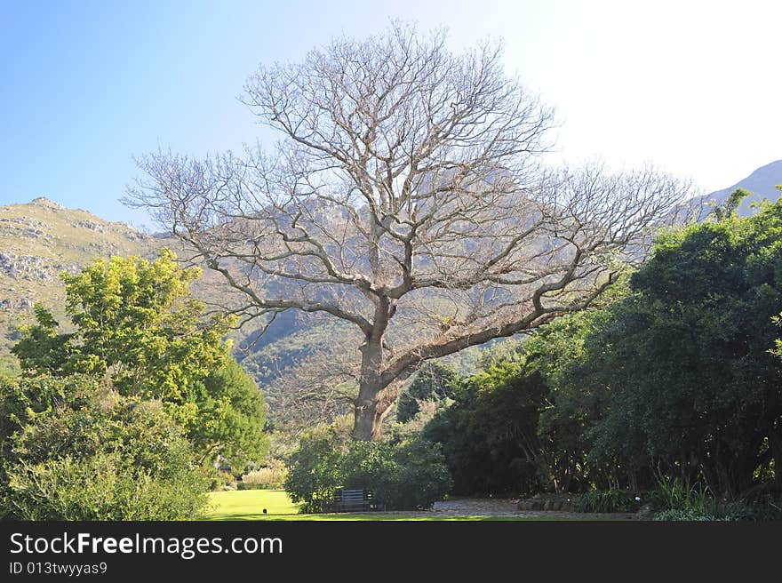 A beautiful peaceful public garden on a sunny Winters day. A huge leafless tree is surrounded by some evergreen foliage. A beautiful peaceful public garden on a sunny Winters day. A huge leafless tree is surrounded by some evergreen foliage.