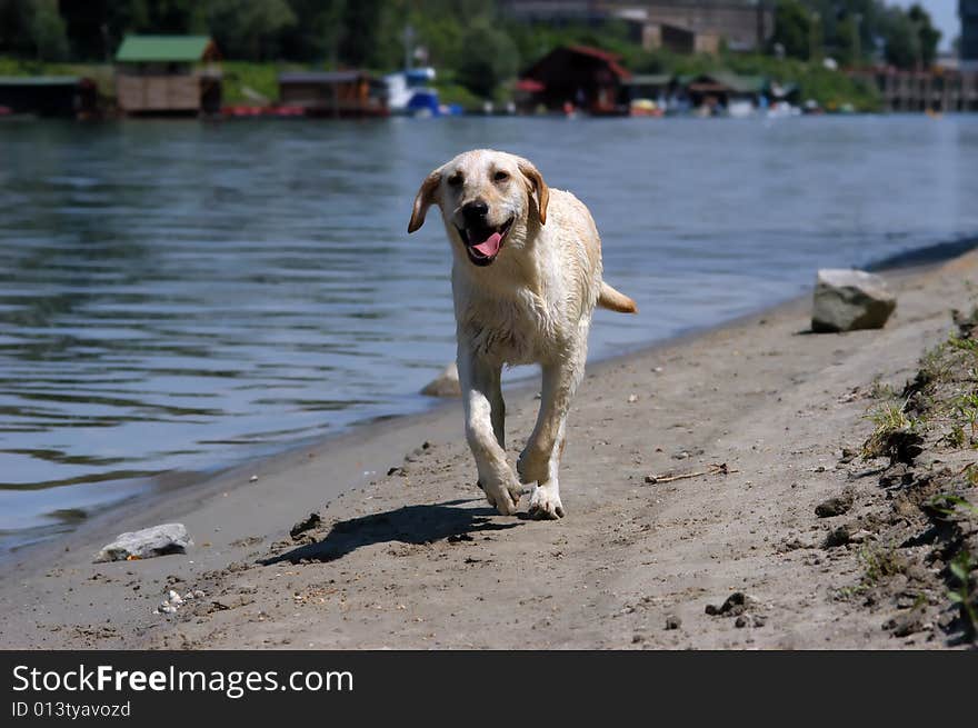 Labrador Retriever Running