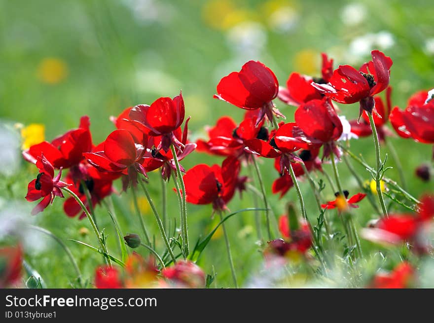 Red poppies shinning in the field