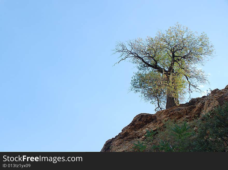 A tree on the hill