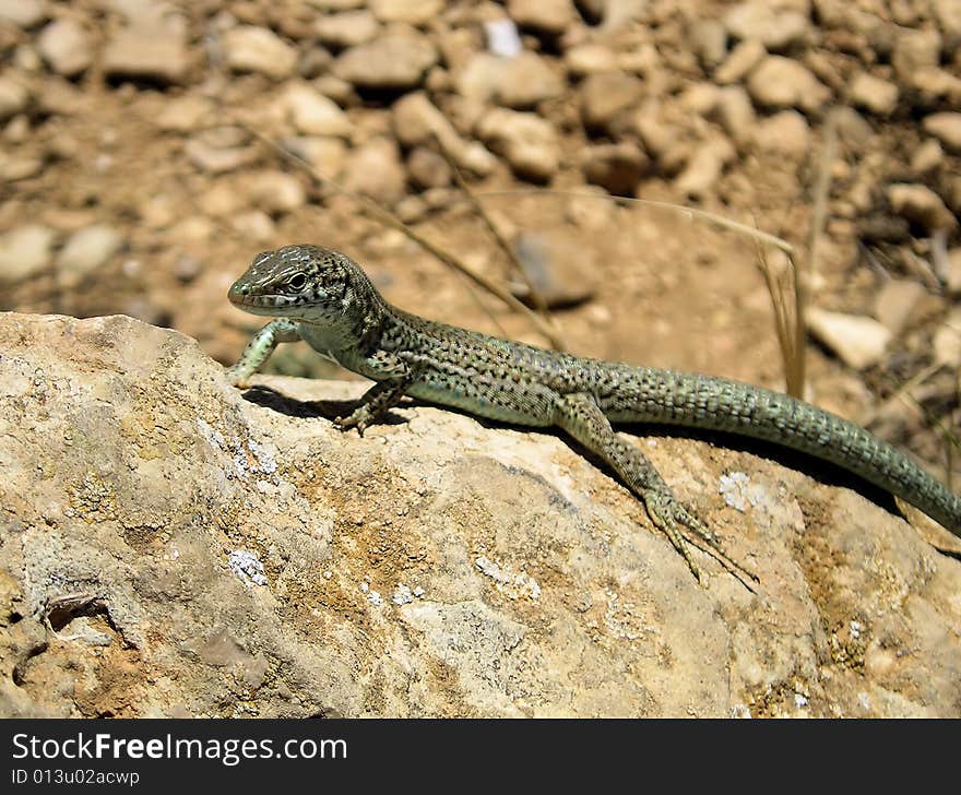 One of many lizards situated on the island of Formentera (and Ibiza too) - the Balearic Islands. One of many lizards situated on the island of Formentera (and Ibiza too) - the Balearic Islands.