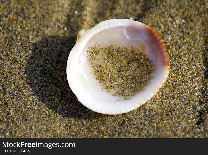 Shell on the italian beach