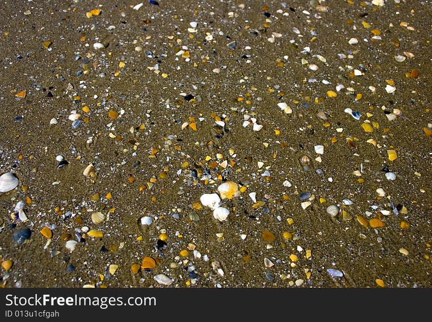 Shells on the italian beach