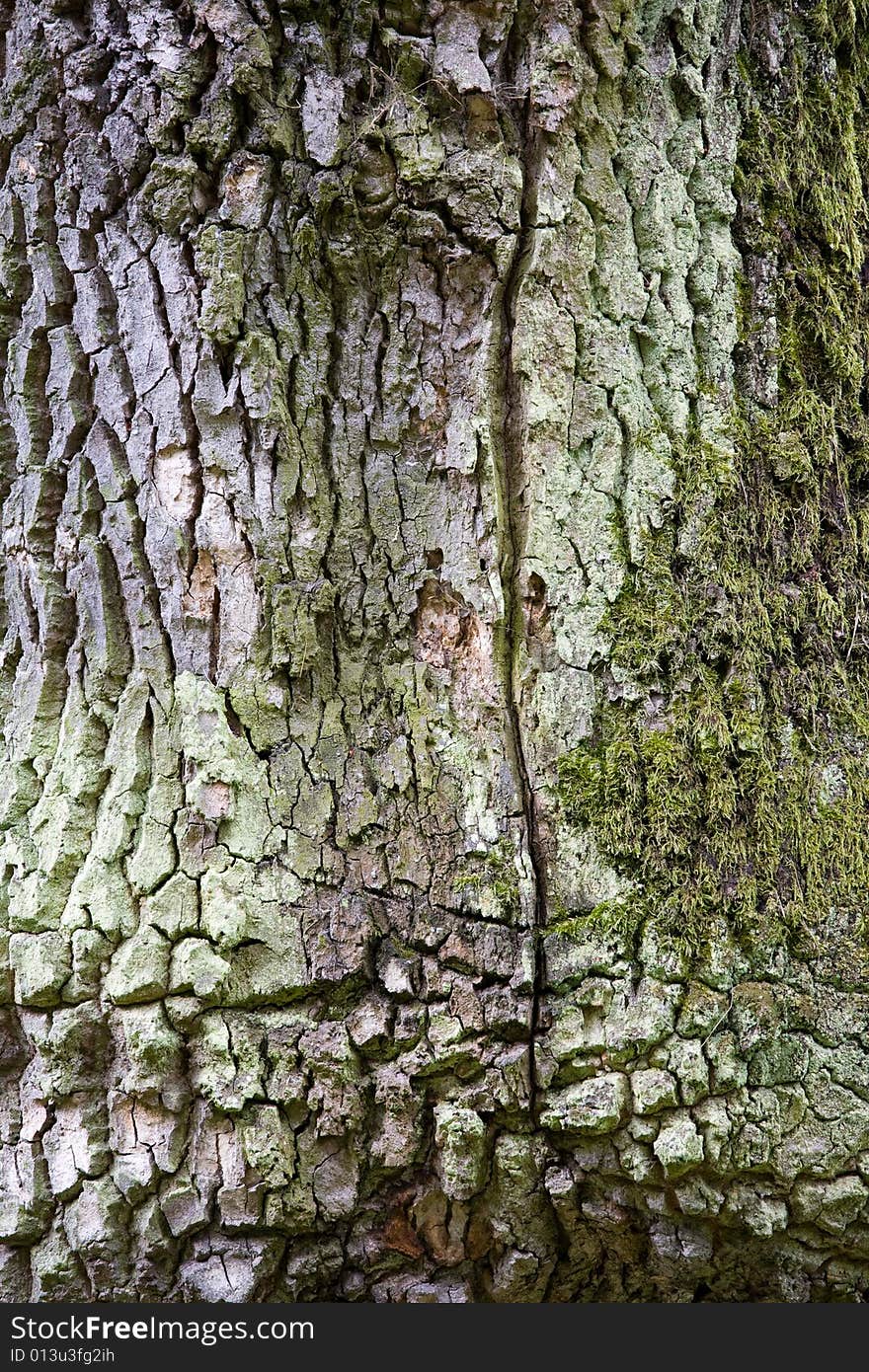 Detail Of Cure Tree