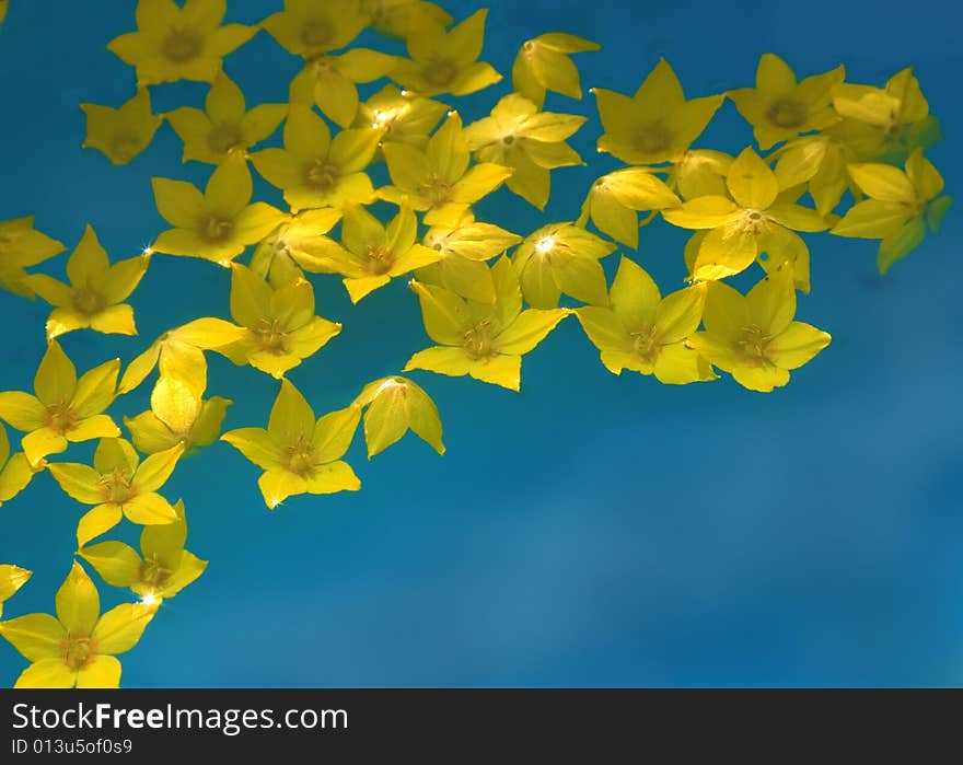 Yellow flowers in water