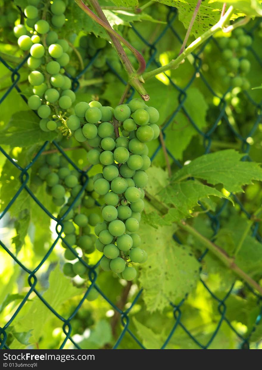 Unripe green grape bunches mid summer on fence. Unripe green grape bunches mid summer on fence