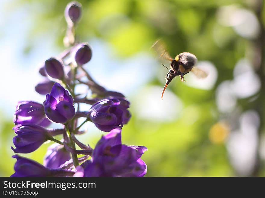 Bee attack at the flower