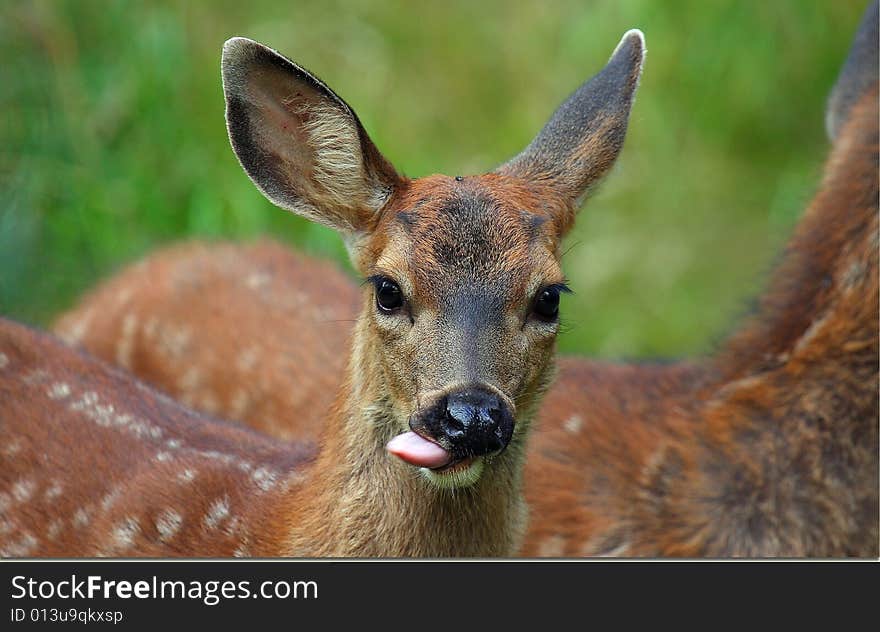 A fawn has been eating apples all afternoon and when I shot a couple of pics he stuck his tongue out like he had a few too many. A fawn has been eating apples all afternoon and when I shot a couple of pics he stuck his tongue out like he had a few too many.