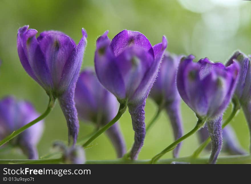 Violet flowers on green background