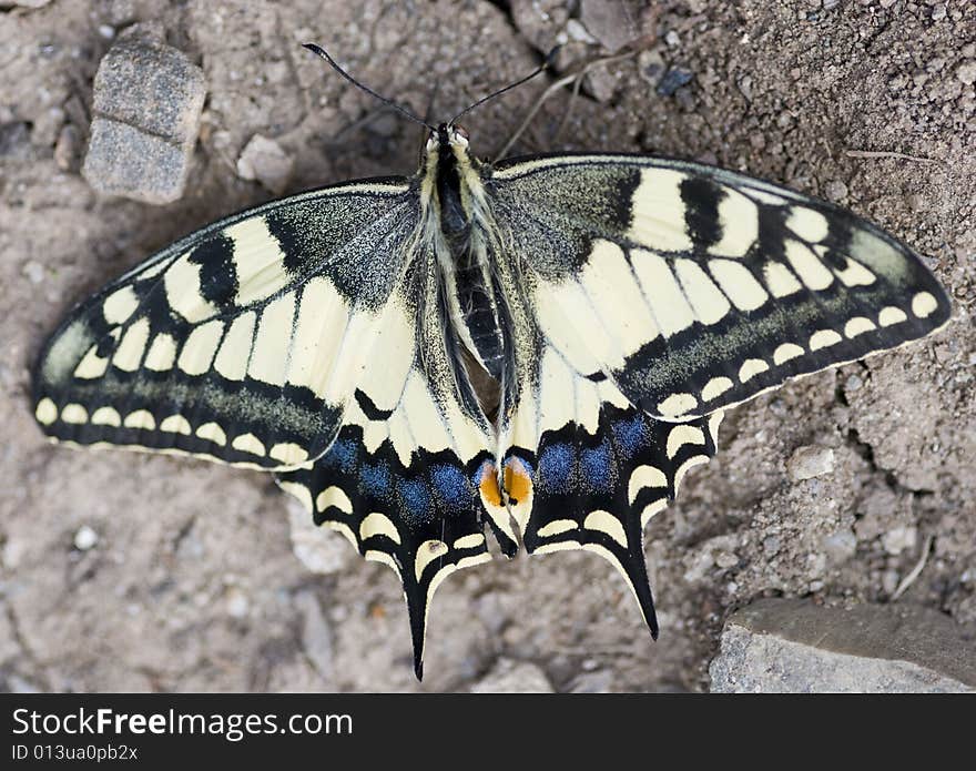 Swallowtail