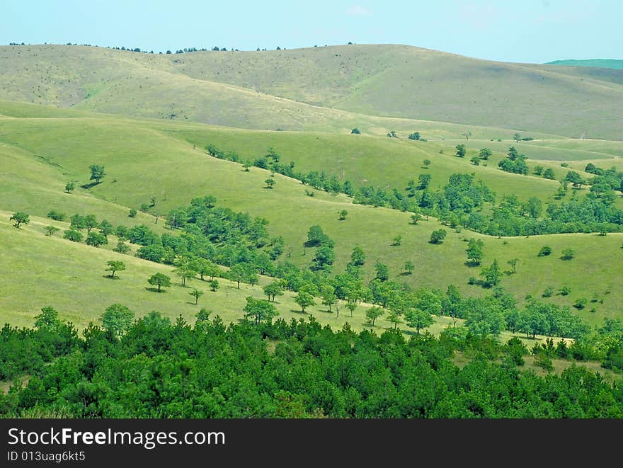 Green hills covered by grass and pine trees. Green hills covered by grass and pine trees