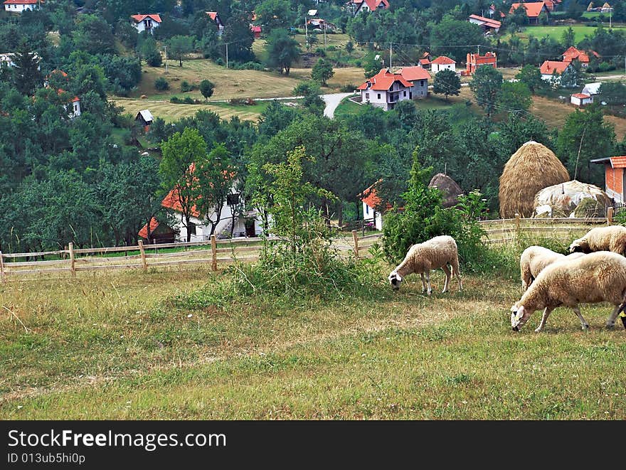 Sheeps on meadow on hills over rural scenic landscape. Sheeps on meadow on hills over rural scenic landscape