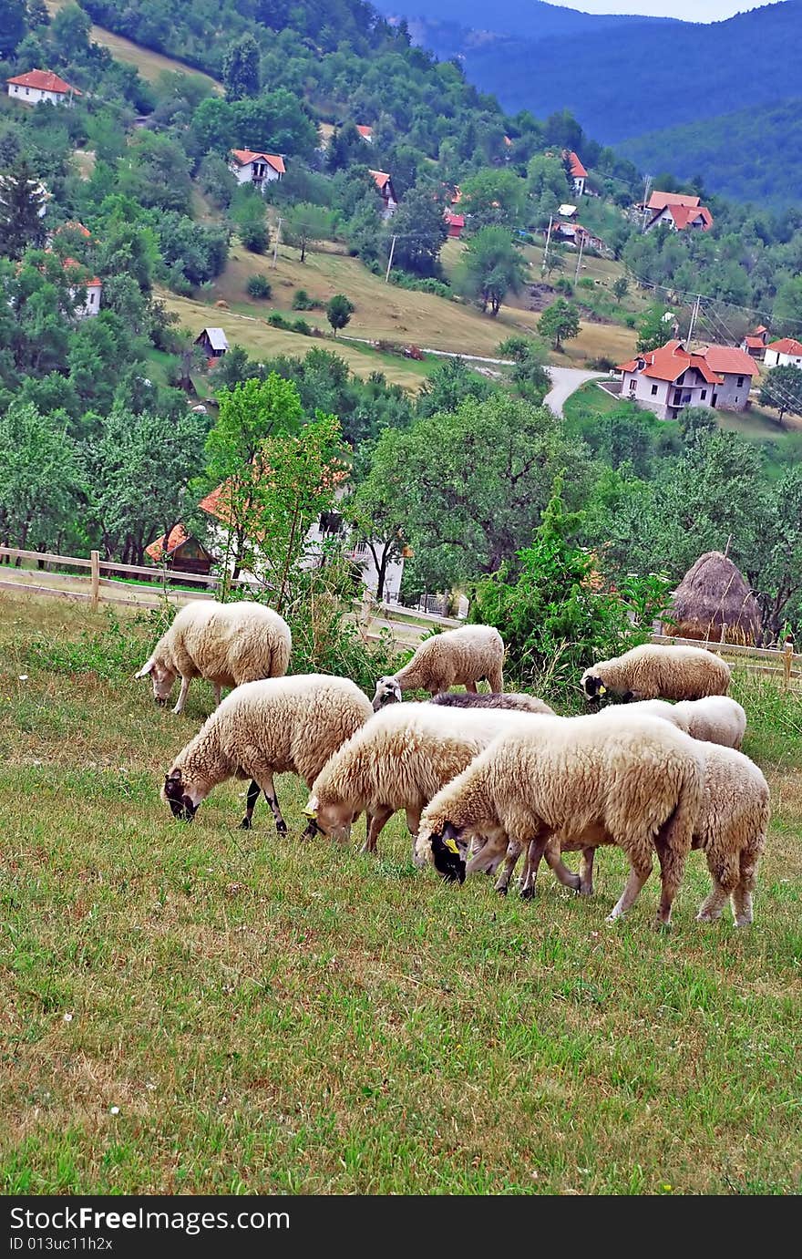 Sheeps on meadow on hills over rural scenic landscape. Sheeps on meadow on hills over rural scenic landscape