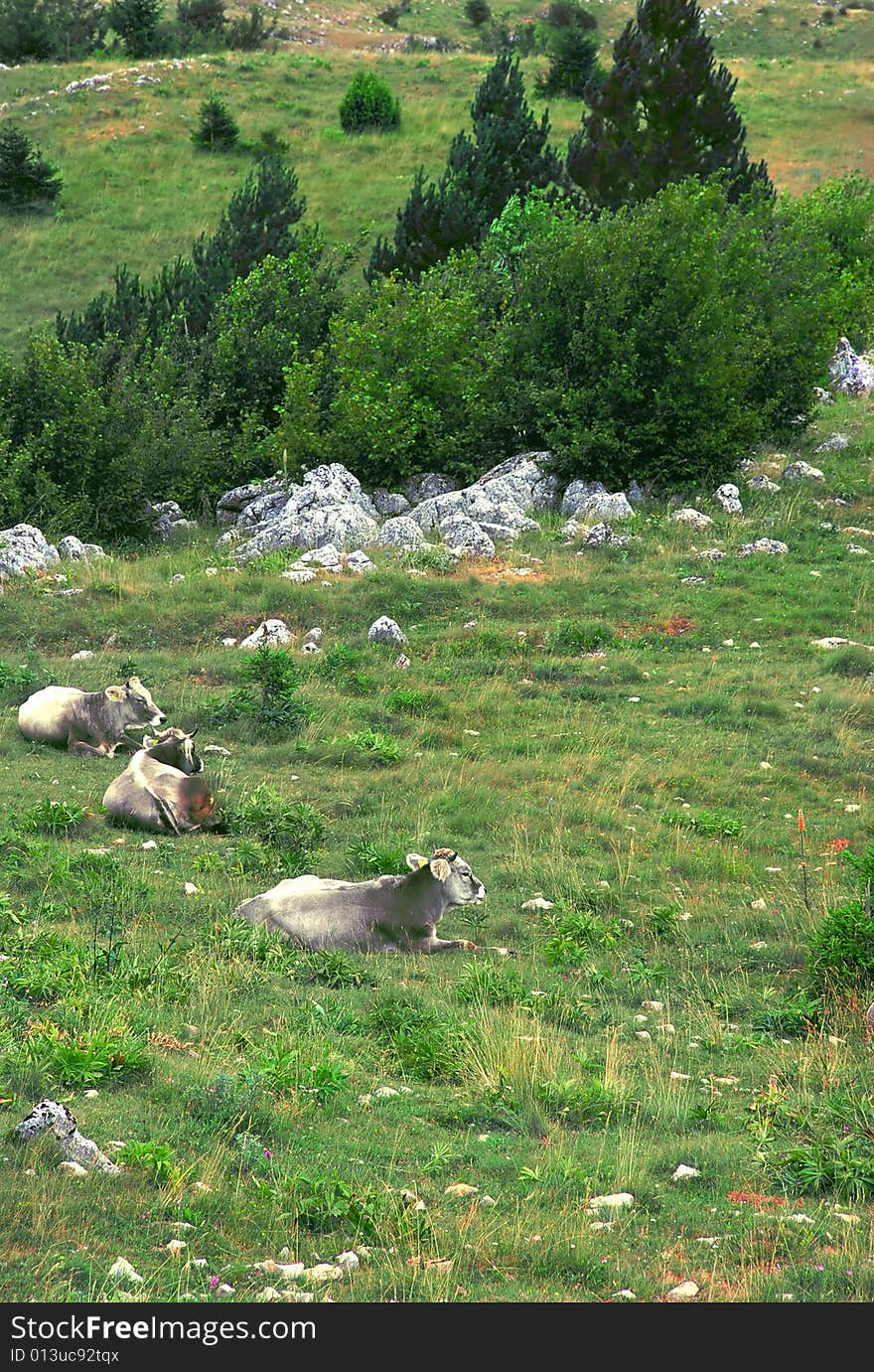 Gray cows relaxing over green mountain landscape. Gray cows relaxing over green mountain landscape