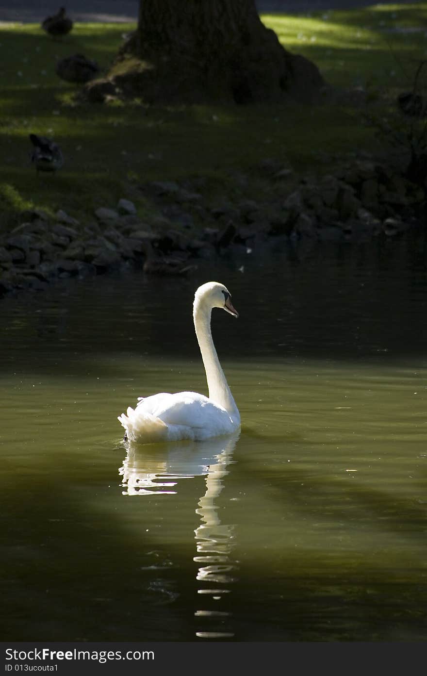 A white and black swans at lake