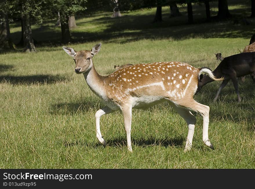 Deer