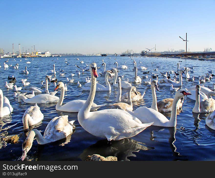 Swans