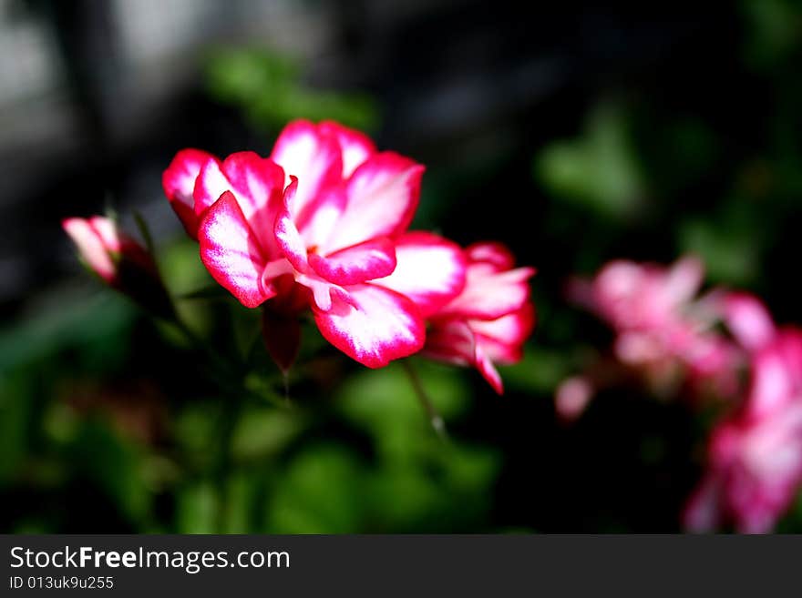 Shallow depth of field view of flowers. creamy blu