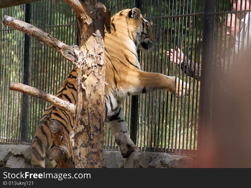 Tiger and human