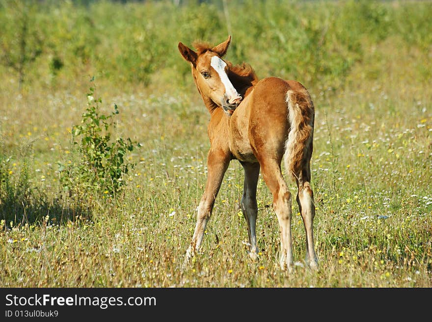 The Redhead foal with beard.