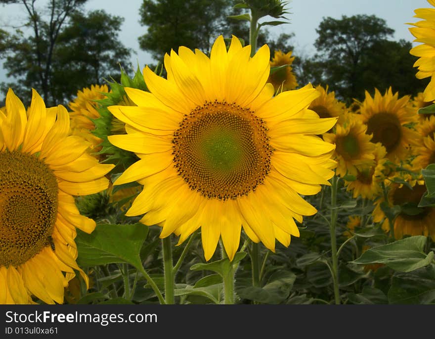 Background from a field of bright yellow sunflowers