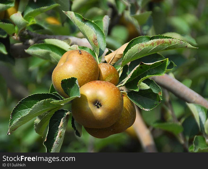 Fly in RENETAS apple , Bombarral, portugal. Fly in RENETAS apple , Bombarral, portugal