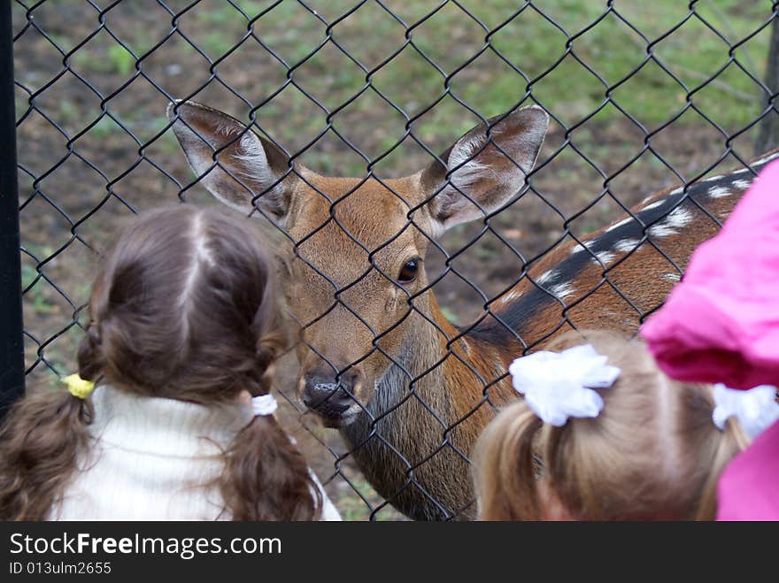 Deer and children, The Novosibisk Zoo