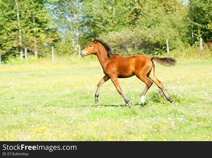 The Redhead foal runs on green meadow.