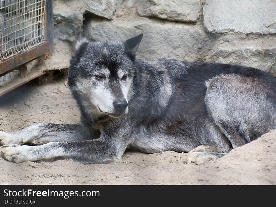 Gray wolf