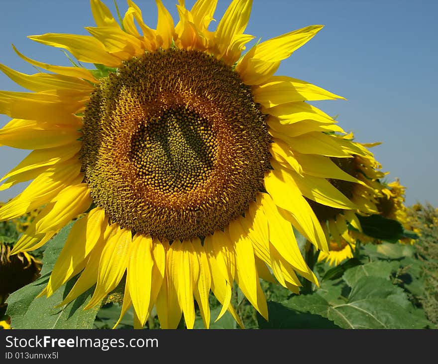 Close up view of a backlit sunflower face in a sunflower field under blue summer sky. Close up view of a backlit sunflower face in a sunflower field under blue summer sky