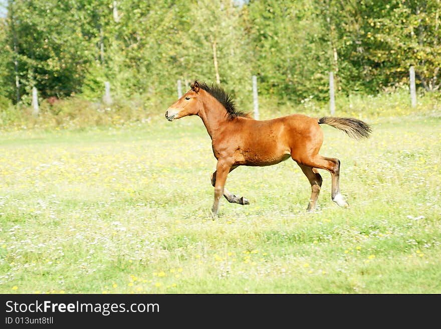 The Redhead foal runs on green meadow.