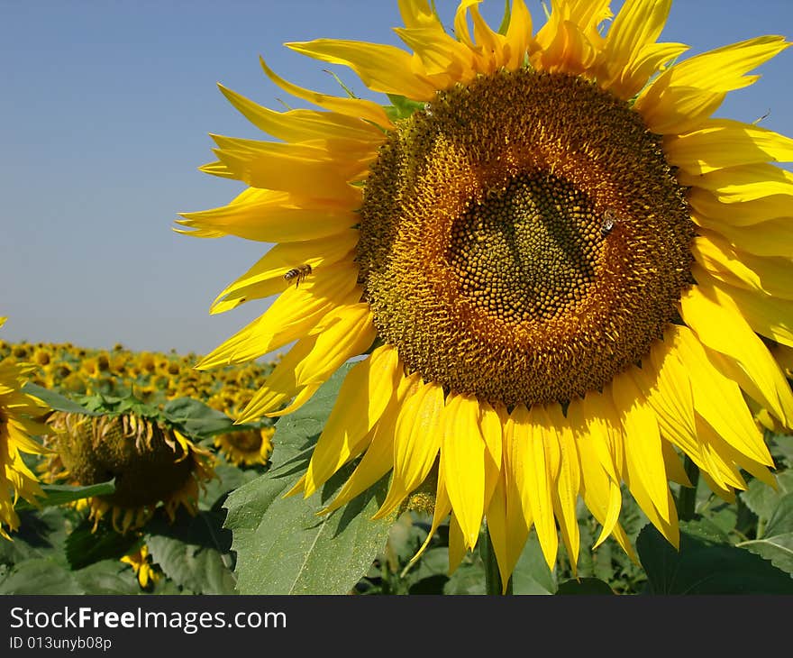 Close up view of a backlit sunflower face in a sunflower field under blue summer sky. Close up view of a backlit sunflower face in a sunflower field under blue summer sky