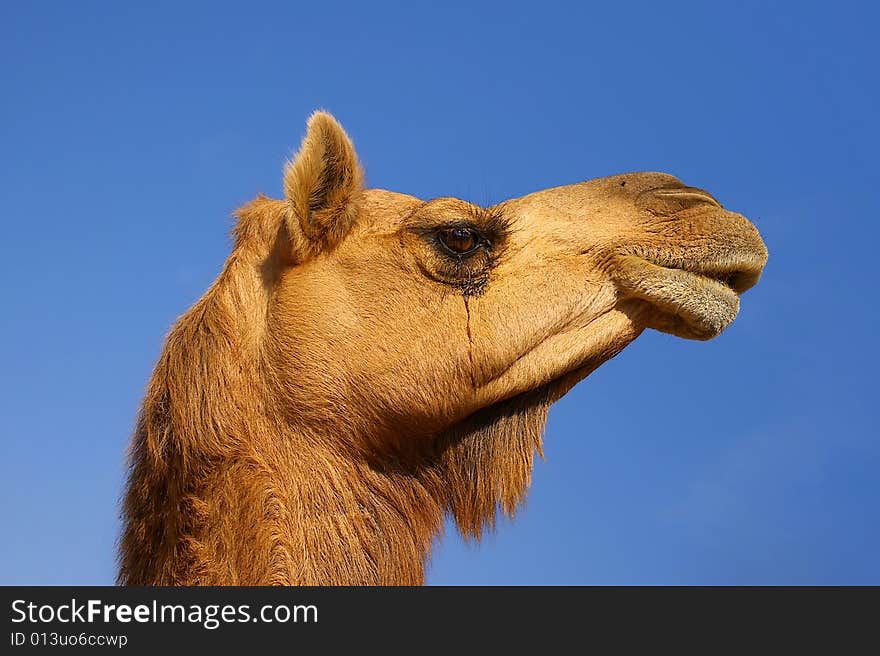 Head of a camel on a background of the blue sky