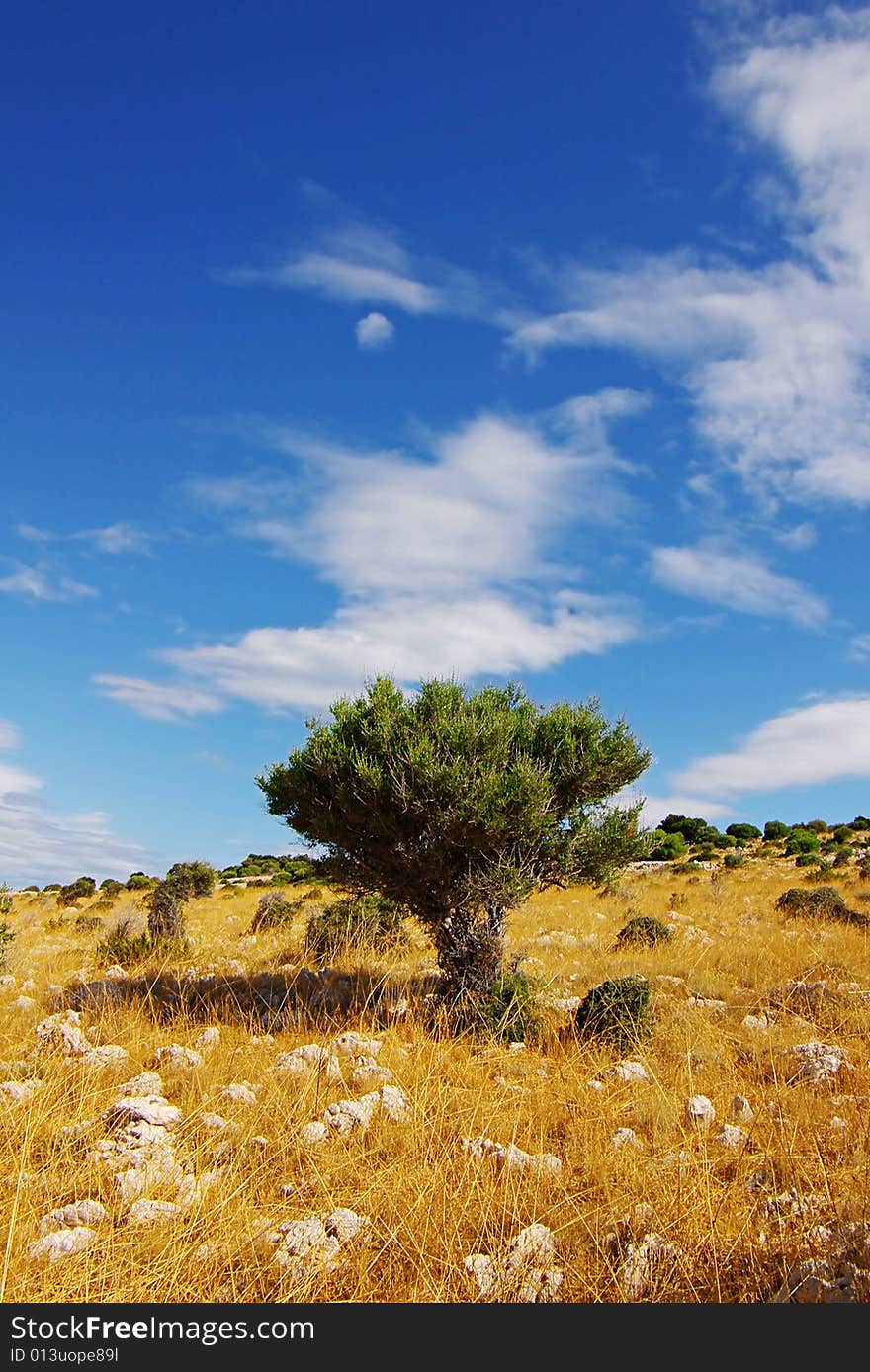 Tree On A Background Of The Blue Sky.