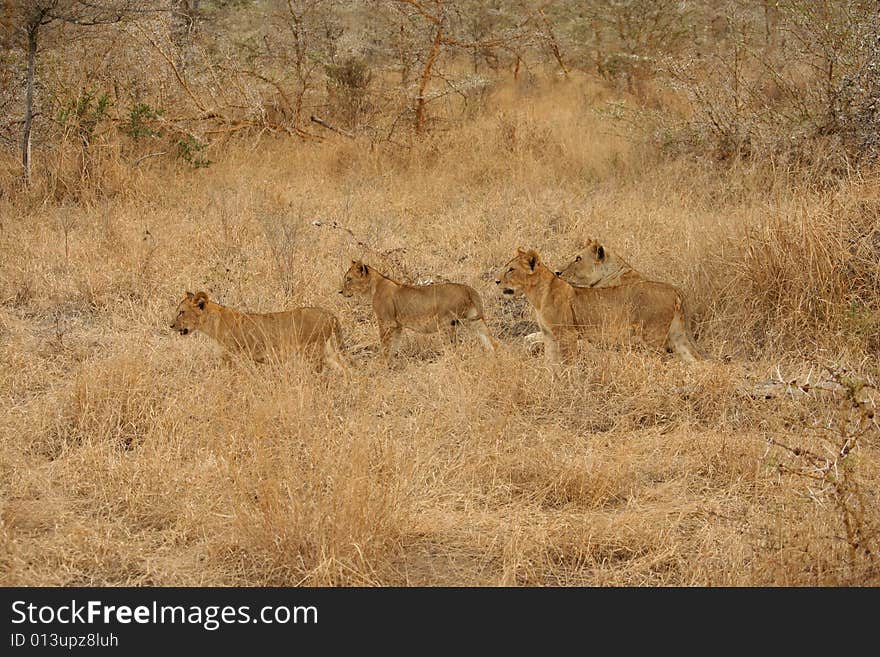 Baby lions with mother in Tanzania, Selous park