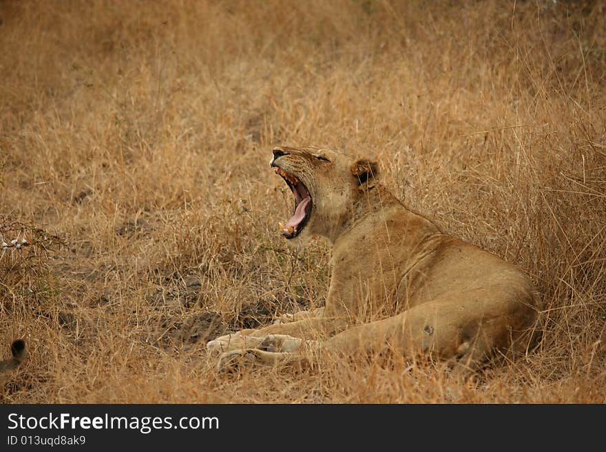 Female lion in Tanzania, Selous park. Female lion in Tanzania, Selous park