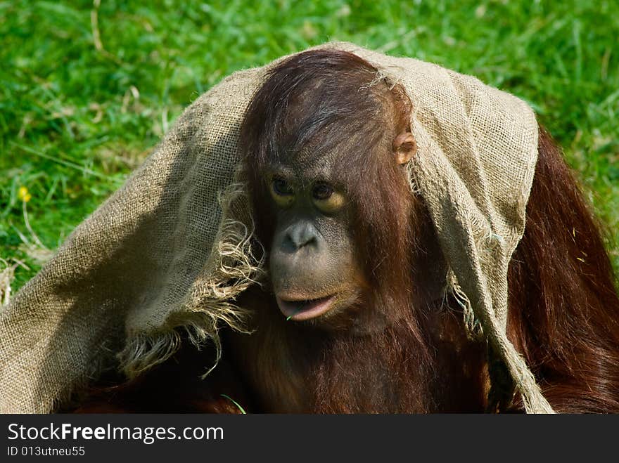 Cute baby orangutan playing on the grass