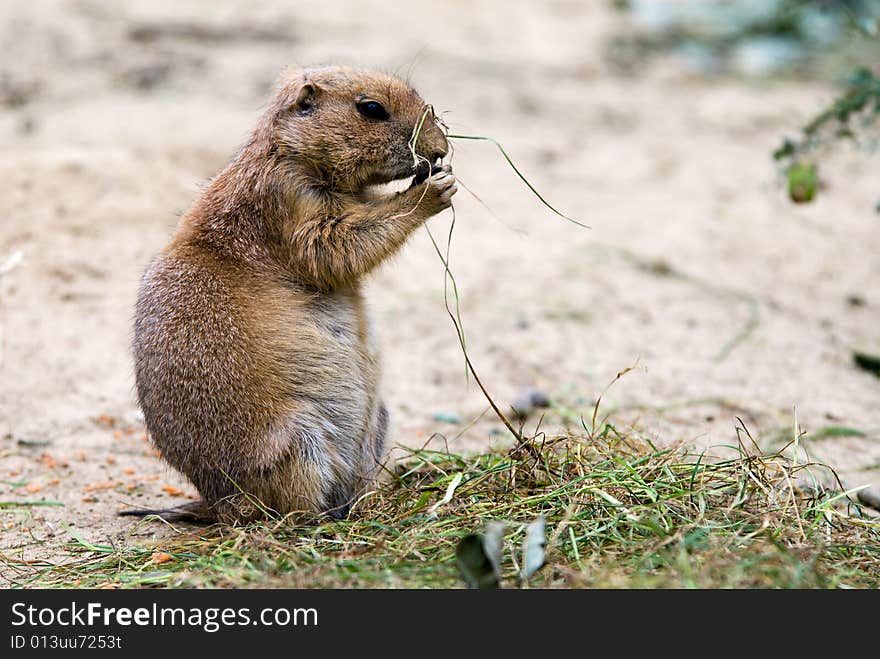 Close-up of a cute prairie dog