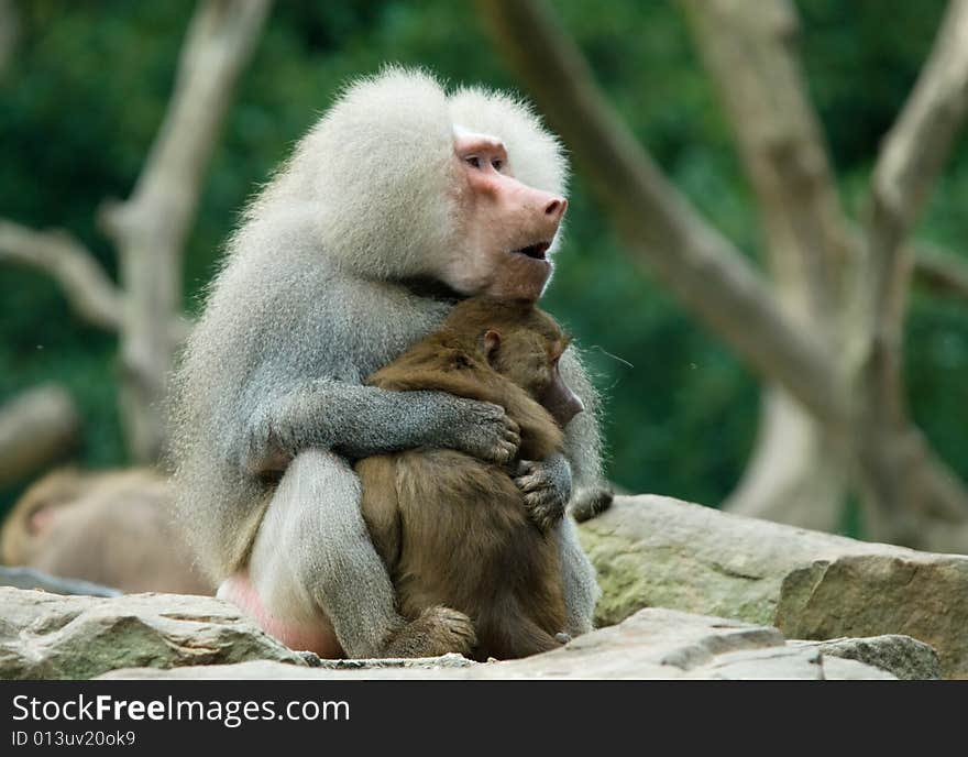 Two baboon monkeys in love. Two baboon monkeys in love