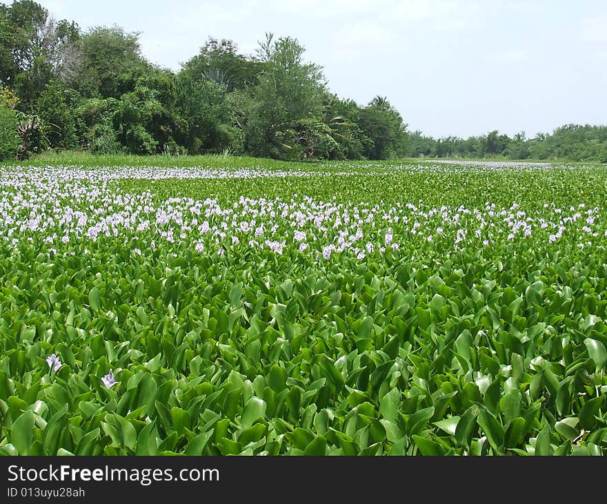 River violet flowers