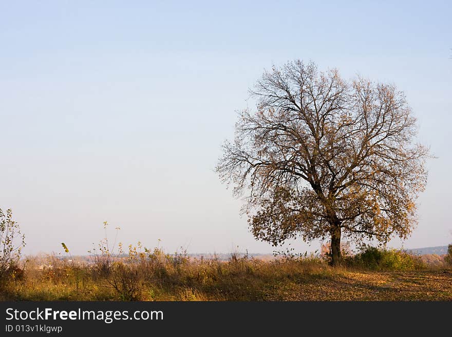 Autumn scene - oak tree on sky background