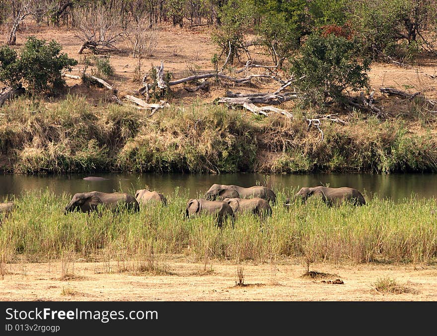 Herd of African elephants next to Letaba river at Kruger National Park in South Africa.