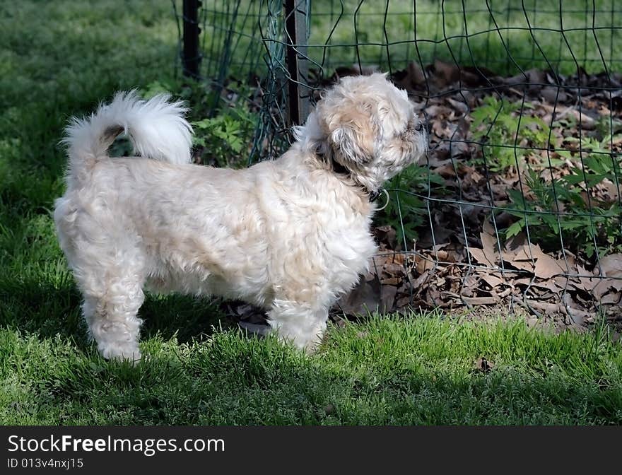 The white dog costs on grass and looks in a distance. The white dog costs on grass and looks in a distance