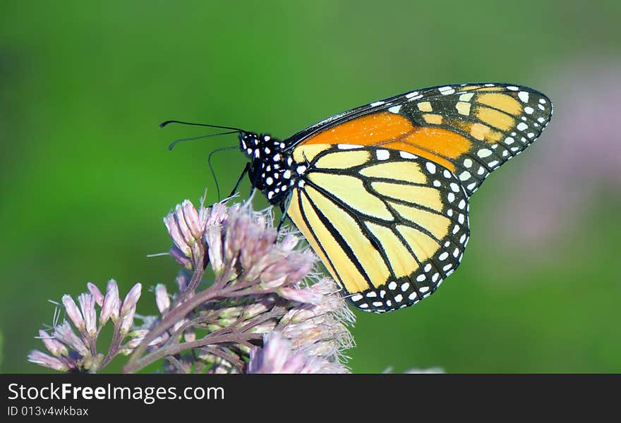 Butterfly on the flower