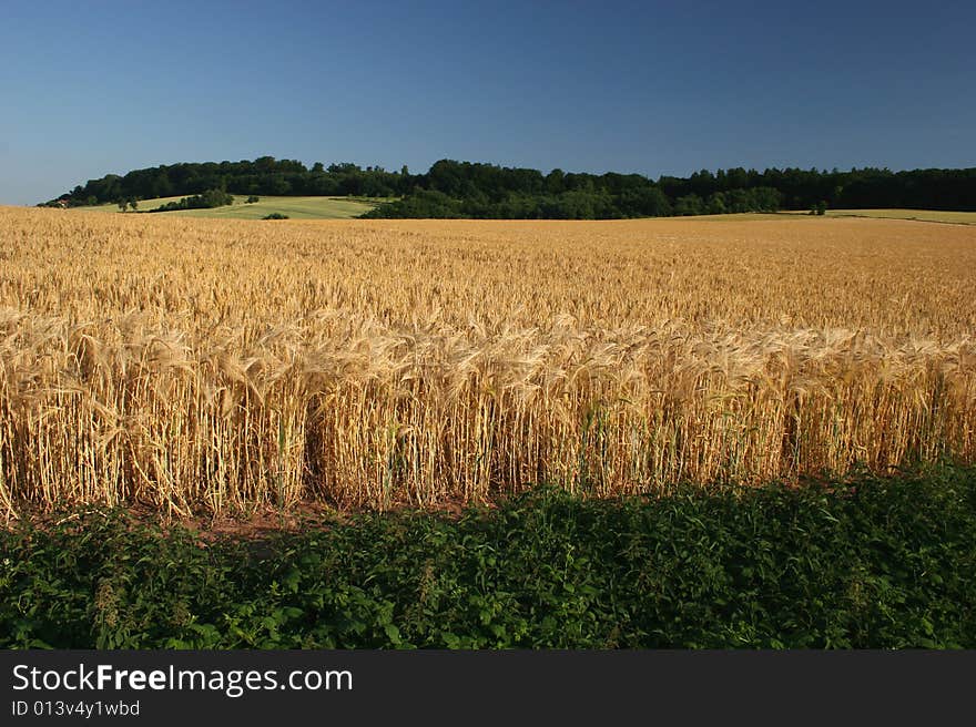 Barley Field With Blue Sky