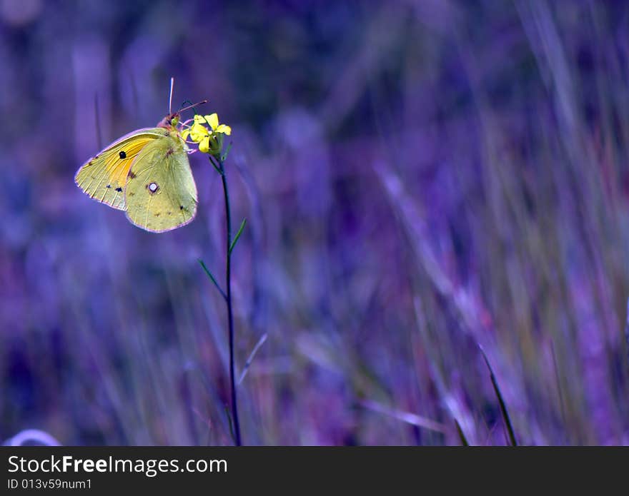 The butterfly sits on a yellow flower and collects nectar. The butterfly sits on a yellow flower and collects nectar
