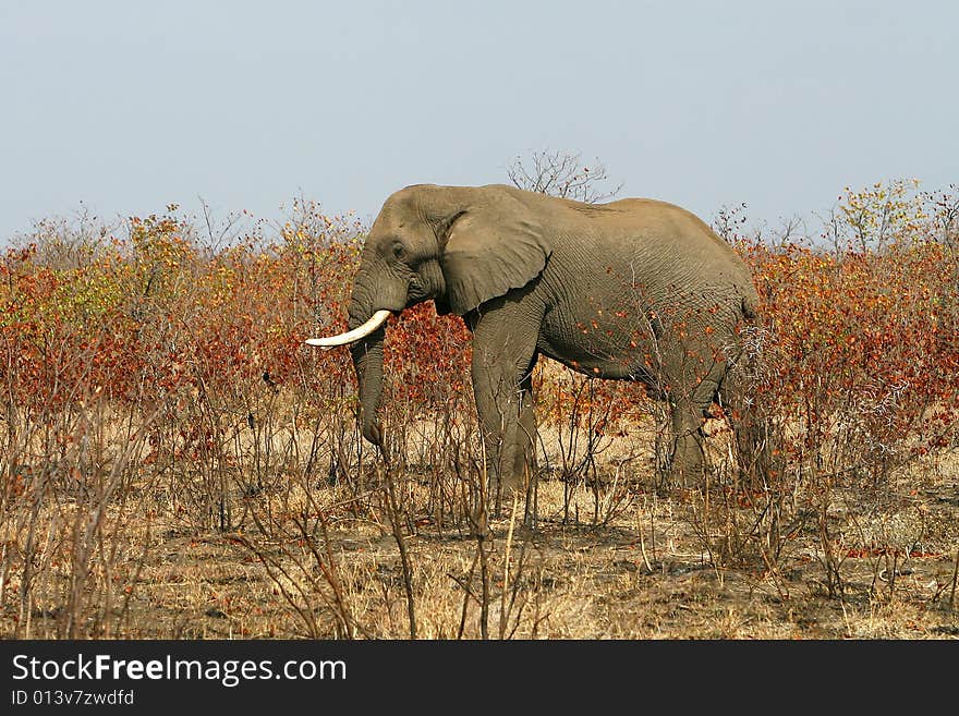 African bull elephant in the colourful winter bush on a sunny bright day. Kruger National Park, South Africa. African bull elephant in the colourful winter bush on a sunny bright day. Kruger National Park, South Africa.